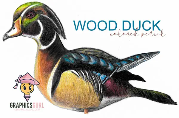 Wood Duck Colored Pencil Drawing - GraphicsGurl.com